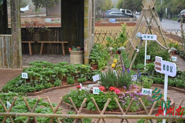蒸湘区：“田间课堂”好学，“可食地景”好看