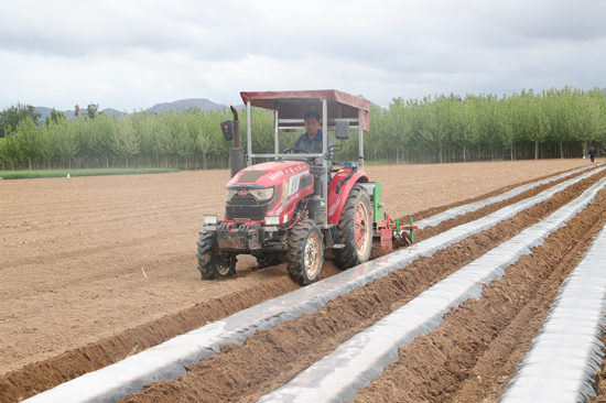 种植户在使用机械起垄和铺设地膜。 赵端摄