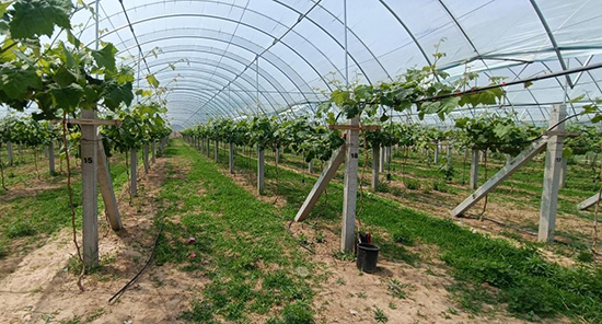 曲阳县嘉禾镇葡萄基地。 门娜摄