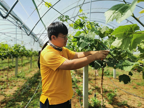 村民正在为葡萄进行“保果整枝”作业。 门娜摄