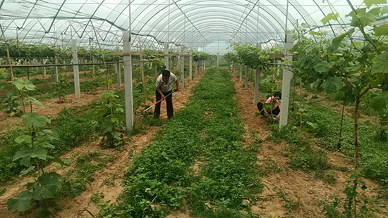 农户们在葡萄基地疏松土壤。 门娜摄