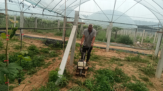 葡萄基地工作人员正在用微耕机除草。 门娜摄
