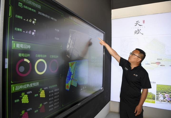 6月5日，中粮长城天赋酒庄总经理都振江在介绍酒庄的智慧葡萄园灌溉数据平台。新华社记者 冯开华 摄