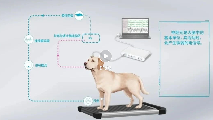 脑机接口03.png