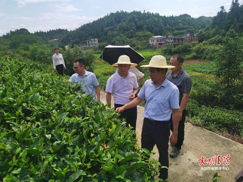 龙塘镇调研茶产业2.png