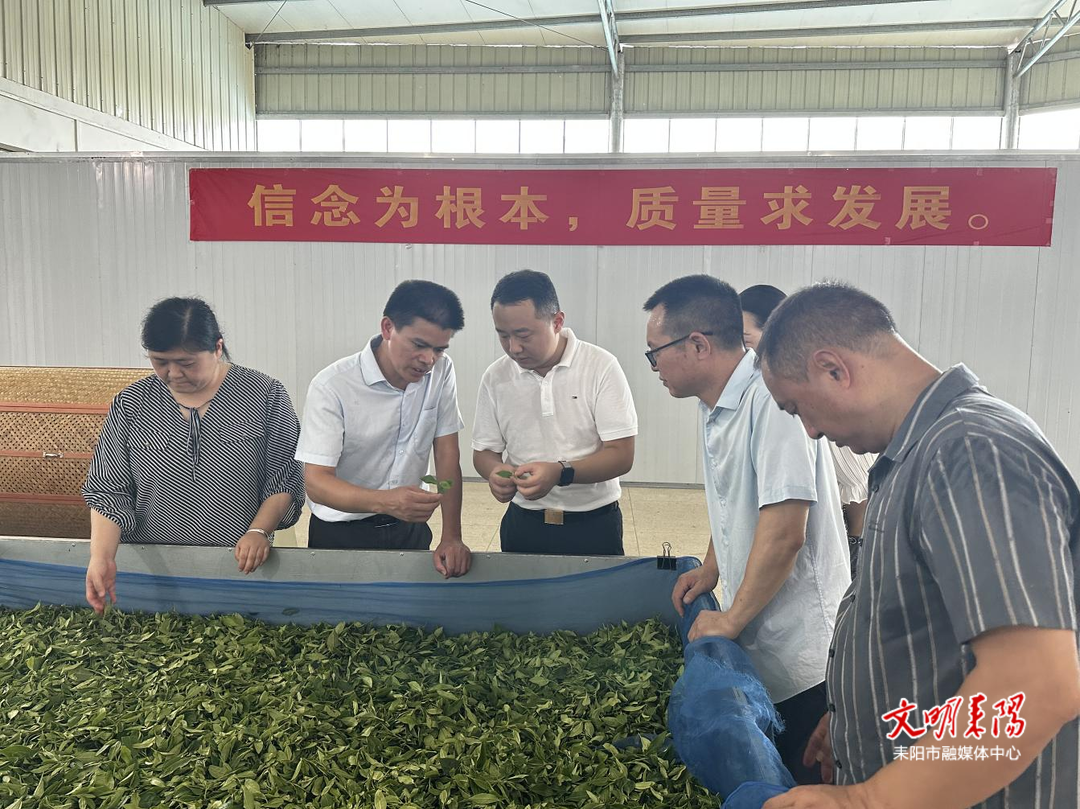 龙塘镇调研茶产业1.png