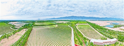     贺兰山东麓，葡萄树整齐排列，与不远处的贺兰山共同构成了一幅美丽画卷。