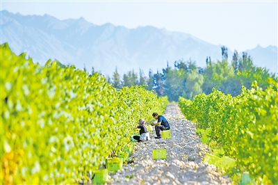 工人们采摘葡萄。