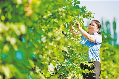     陈建琴查看葡萄长势。