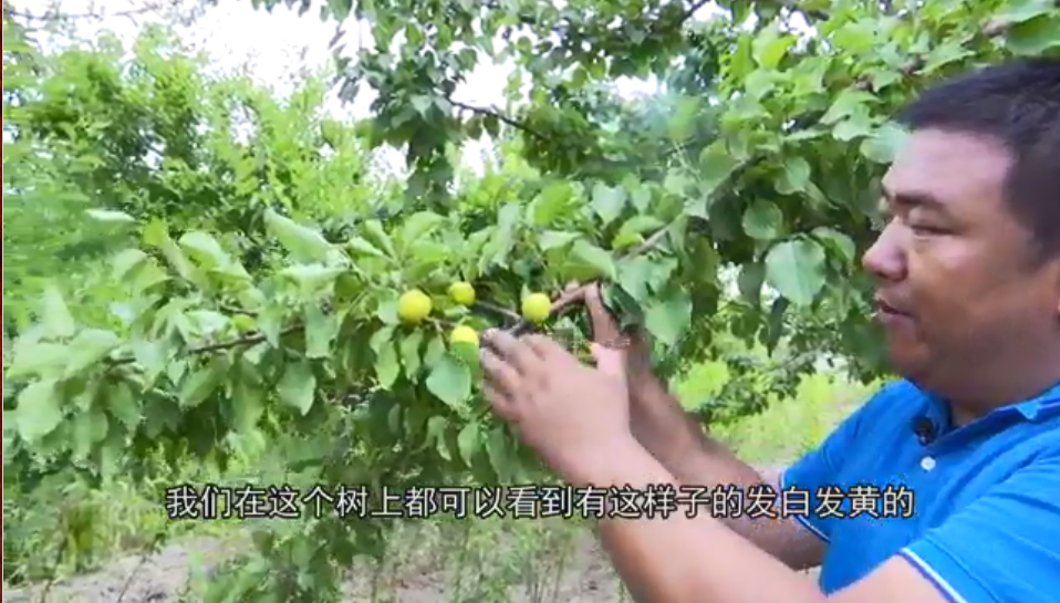 轮台县杏子研究中心高级工程师、轮台县白杏产业科技专家服务团成员孙海长在向农牧民群众科普杏子采摘相关知识.jpg