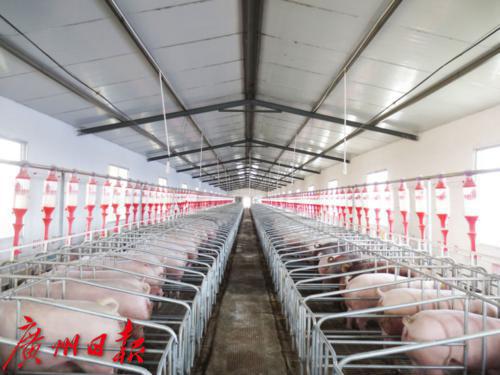 供港澳活猪养殖场