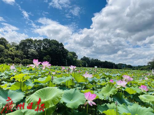 荷虾种养循环经济示范区