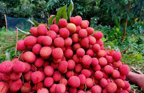 荔枝种植