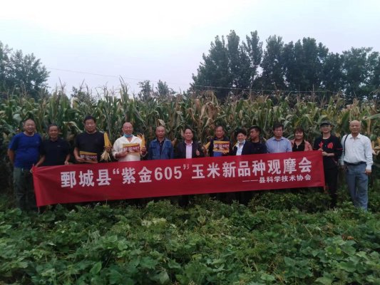 鄄城县科协举办玉米新品种科普现场观摩会
