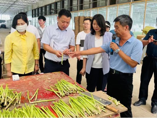 江西九江农业考察团来考察曹县青堌集镇芦笋产业及电商直播