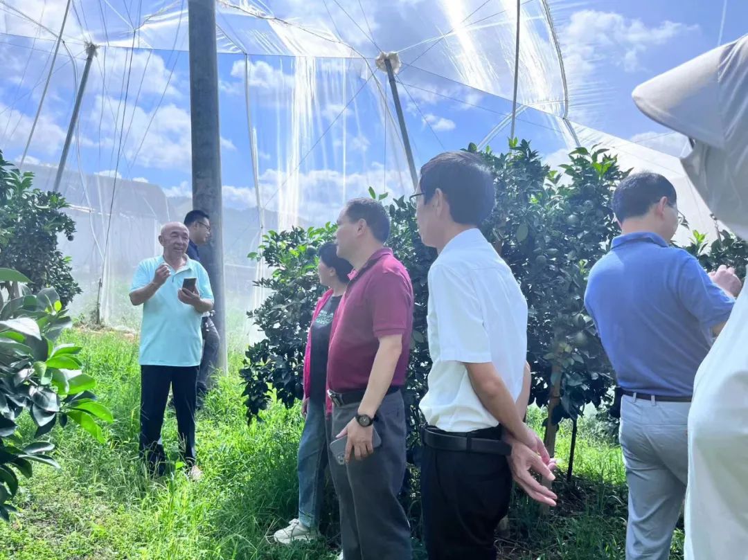 7月12日下午产业顾问组专家到吉潭镇上车村（盒马村）柑橘园进行实地调研.jpg