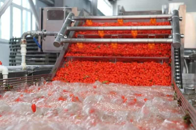 枸杞清洗分拣生产线。