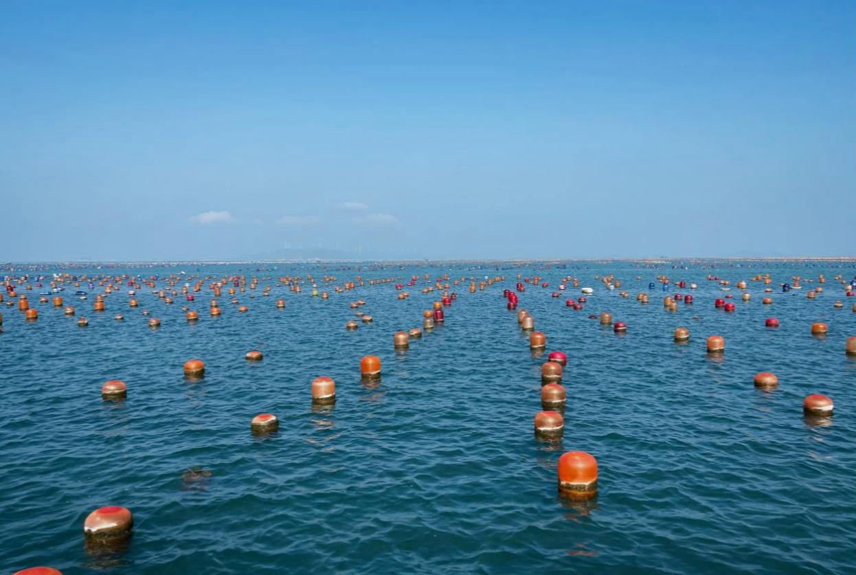 南澳县深澳镇走马埔村的“海洋牧场”(央广网记者 官文清 摄)