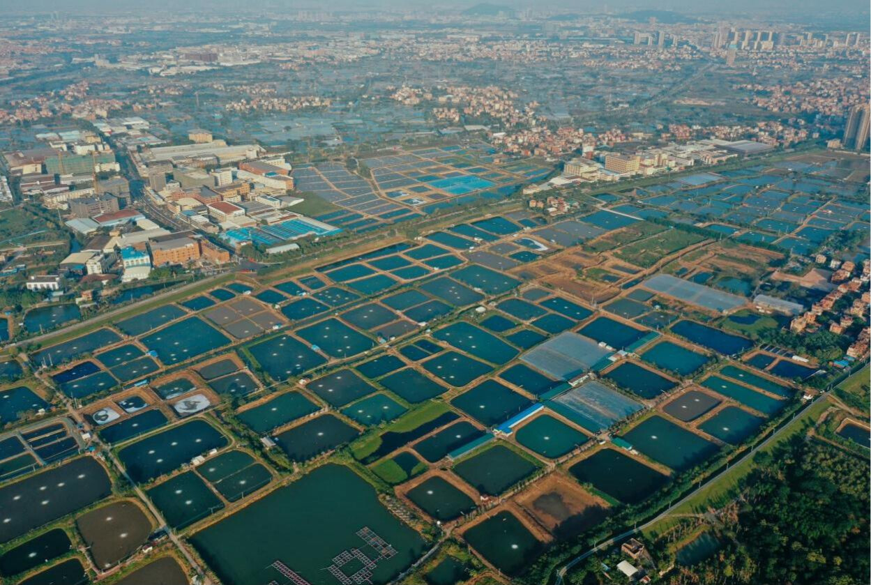 广东乡村里星罗密布的桑基鱼塘(央广网记者 官文清 摄)