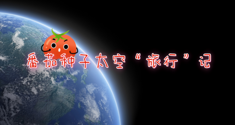 番茄种子太空“旅行”记