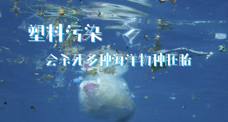 塑料污染会杀死多种海洋物种胚胎