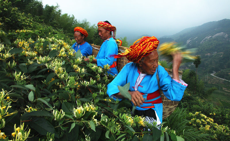 每年6月至8月是金银花采摘旺季。隆回县农业农村局供图