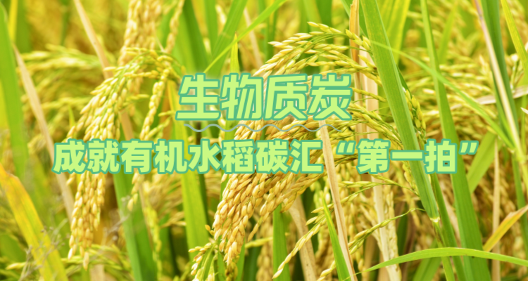 生物质炭成就有机水稻碳汇“第一拍”