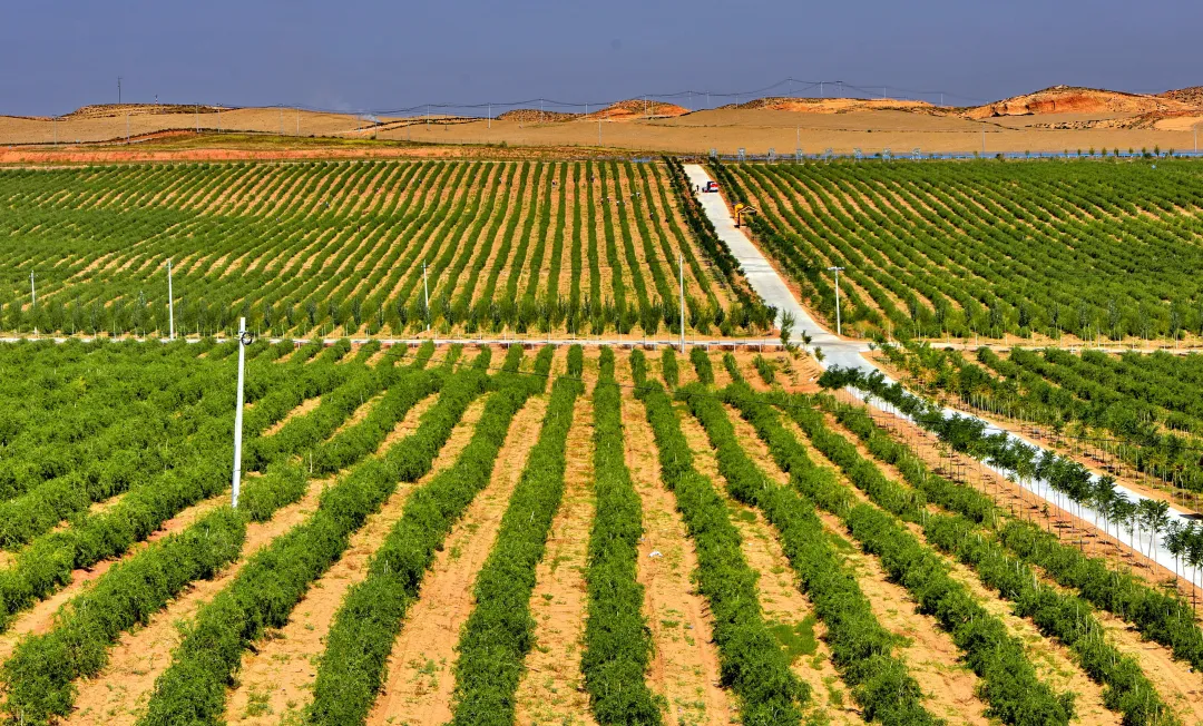 枸杞种植基地.jpg