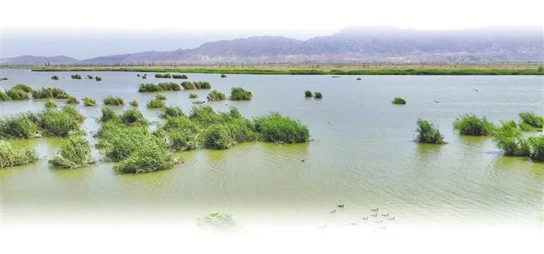 青铜峡库区湿地自然保护区.jpg