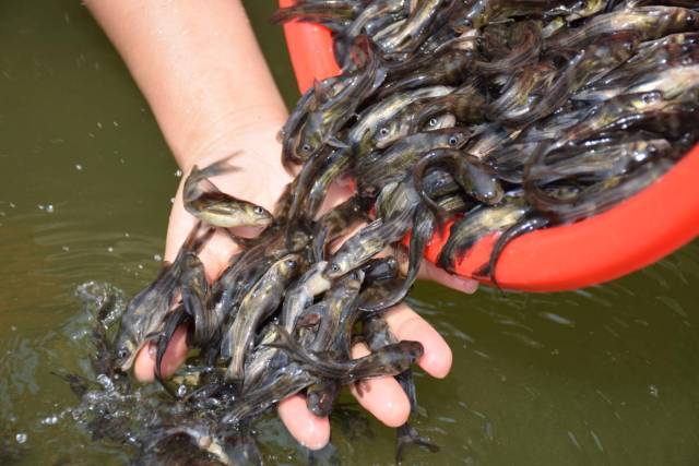 花都黄颡鱼苗。