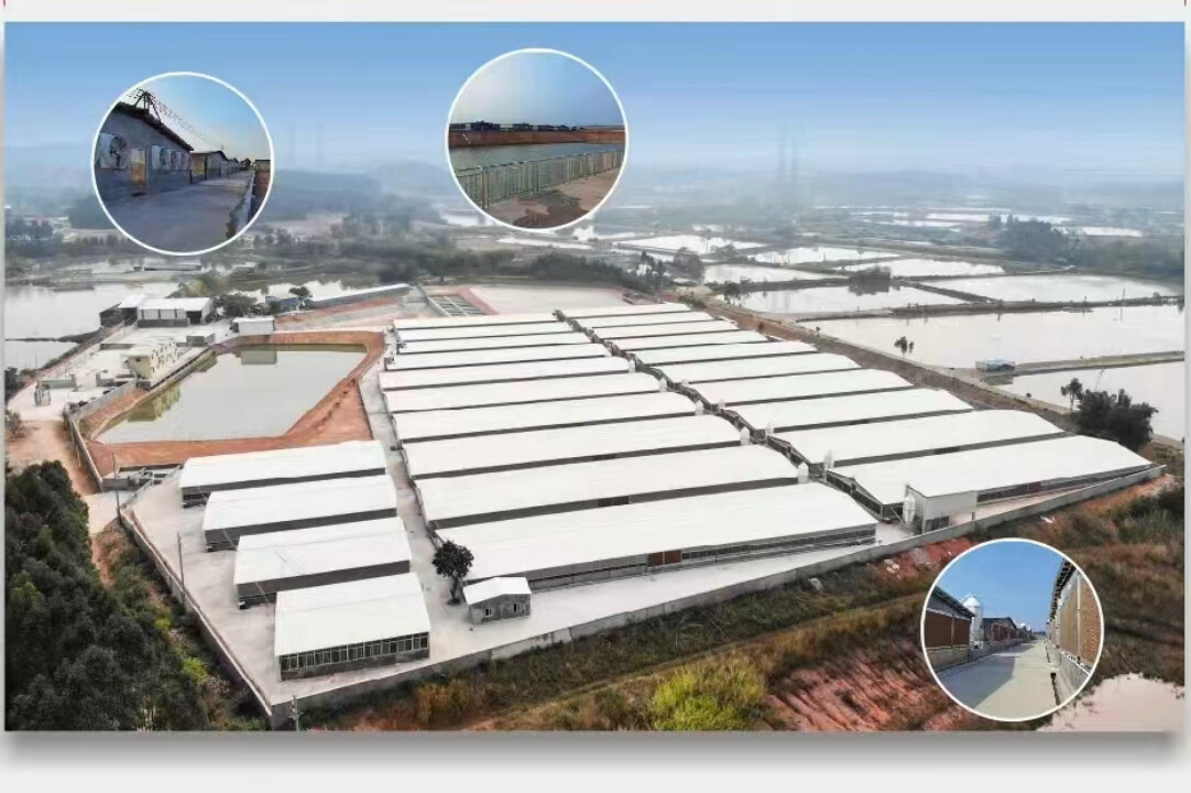 花都区大福生猪养殖基地。