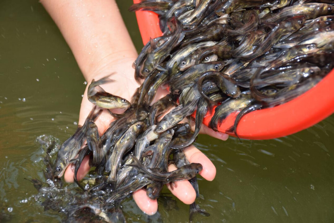 花都黄颡鱼鱼苗。