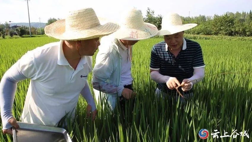 8.2云上谷城.jfif