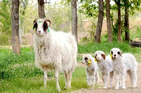 西北农林科技大学羊遗传改良与生物育种团队选育的双（多）羔滩羊母子.jpg