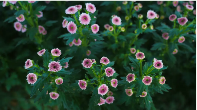 截图-2024年8月14日 10时24分42秒.png