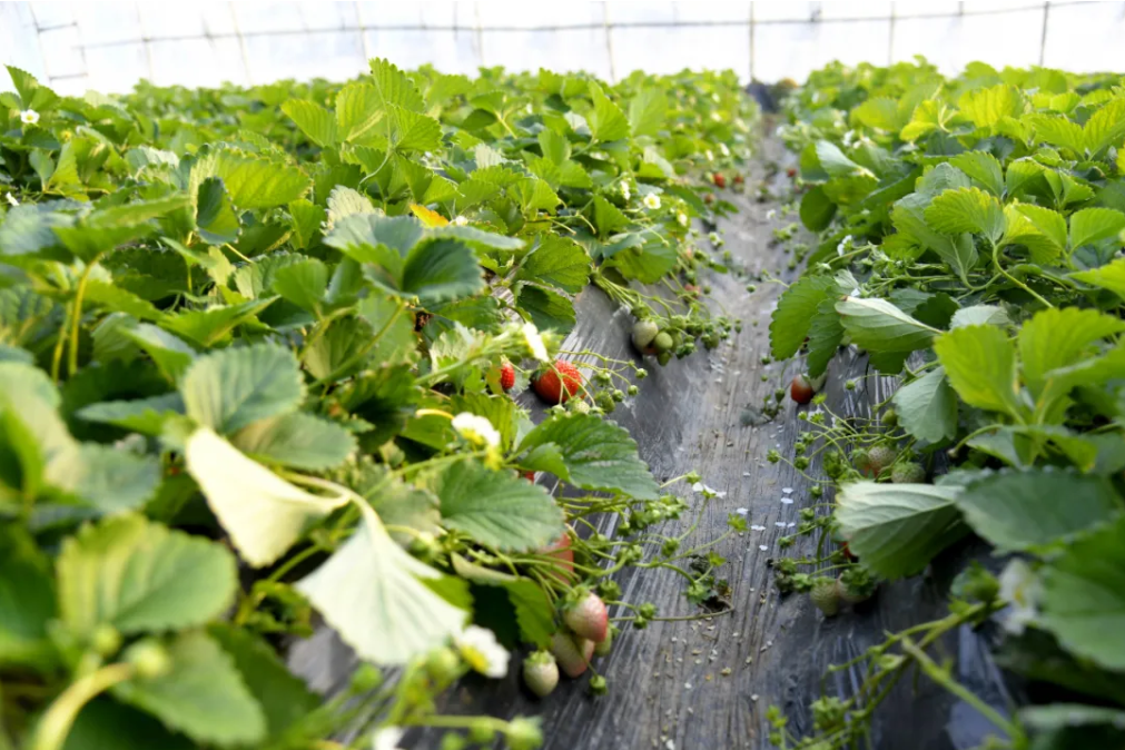 屏幕截图 2025-01-21 154220.png