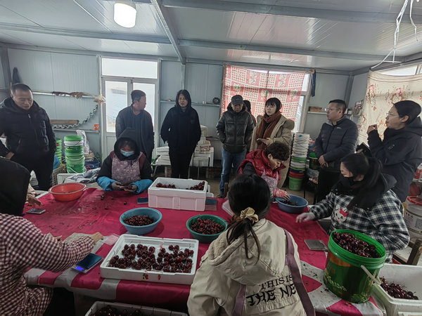 3 四平街道周屯4栋温室樱桃丰产-客商高价收果.jpg