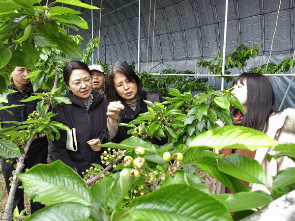 6 金州区向应街道温室‘俄八’樱桃疏果指导.jpg