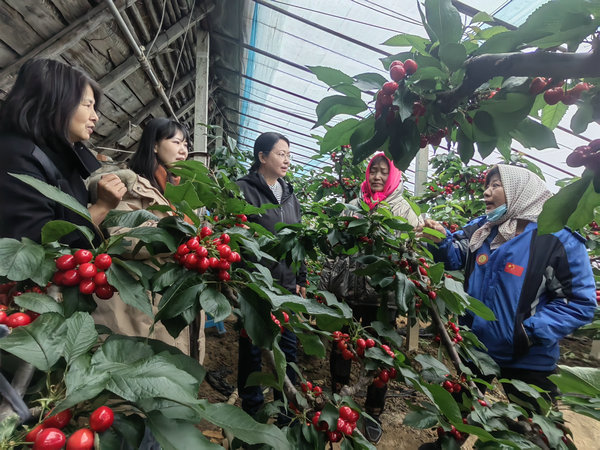 4 金州区三十里堡街道沙家屯樱桃成熟期病果调查.jpg