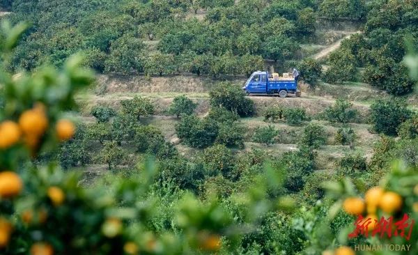 石门橘园。唐亚翔 摄