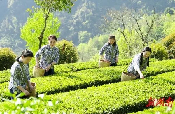 白云山生态有机茶园。（石门县委宣传部供图）