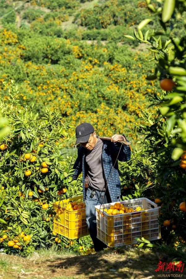 新建的湖南石门柑橘主题馆。（石门县委宣传部供图）
