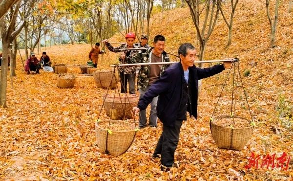 群众迎来无患子丰收。姚辉 摄