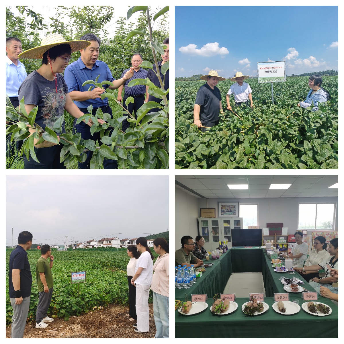3田间调研.jpg