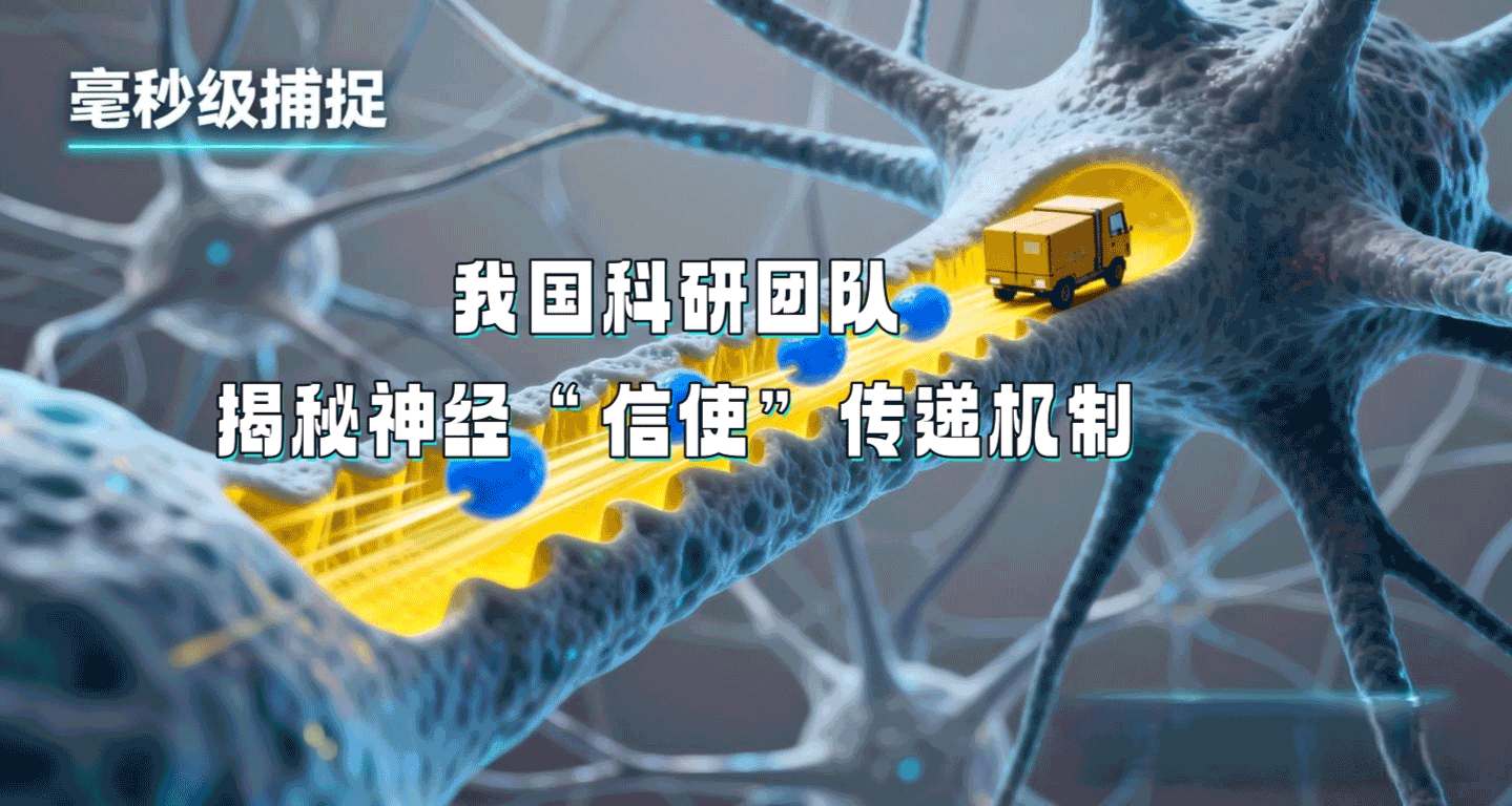 我国科研团队揭秘神经“信使”传递机制
