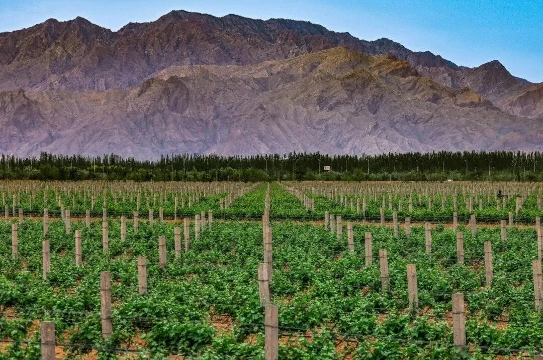 贺兰山下葡萄园2.jpg