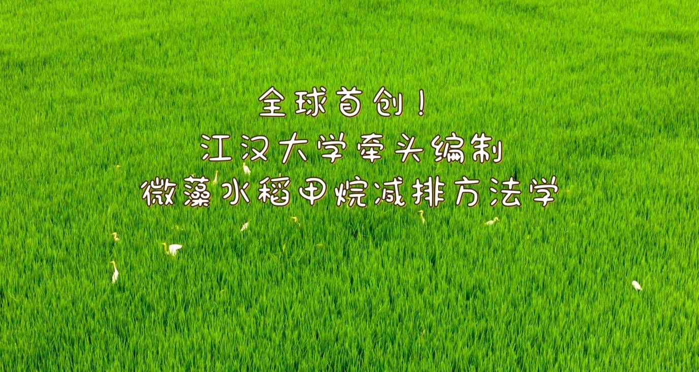 全球首创！江汉大学牵头编制微藻水稻甲烷减排方法学