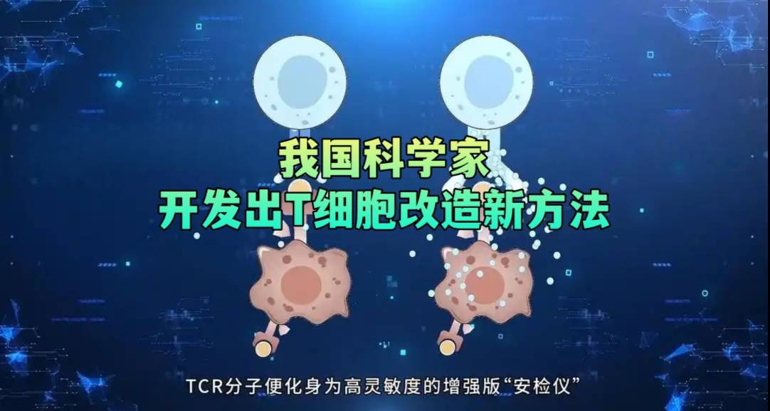 我国科学家开发出T细胞改造新方法