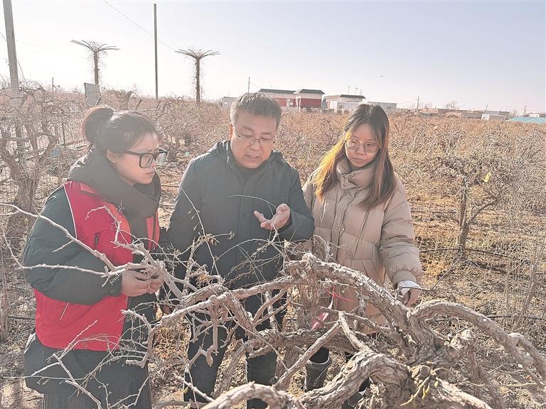 中宁科技小院首席专家、宁夏大学生命科学学院教授郑国琦(中)给学生们介绍从青海移栽回来的枸杞古树.jpeg