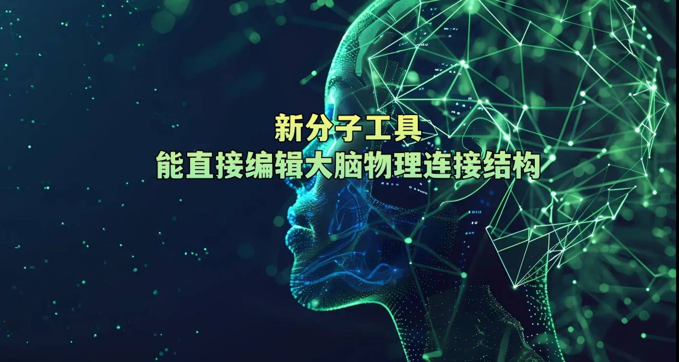 新分子工具能直接编辑大脑物理连接结构